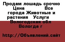 Продам лошадь срочно › Цена ­ 30 000 - Все города Животные и растения » Услуги   . Вологодская обл.,Вологда г.